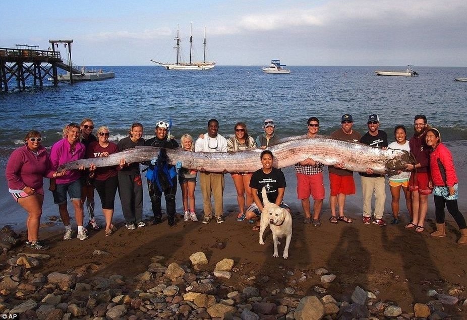 史上最长带鱼浮现水面 身长约6米