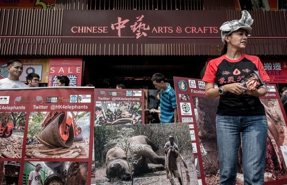 香港市民集体呼吁终止象牙贸易 停止对大象的猎杀