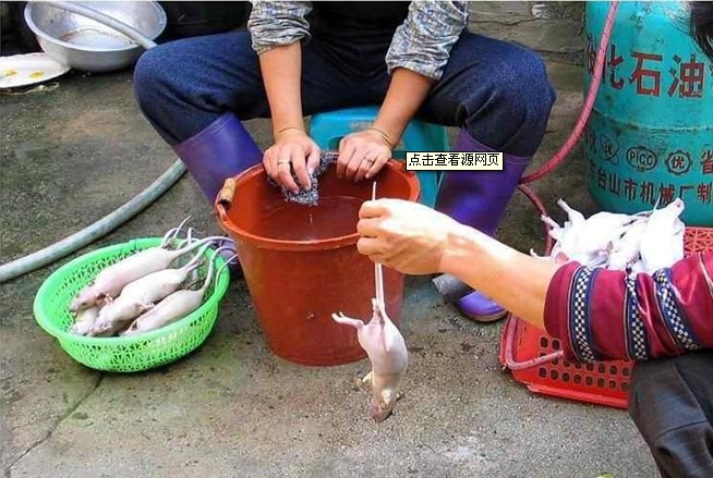 良心何在,江沪出现老鼠肉被加工冒充羊肉销售