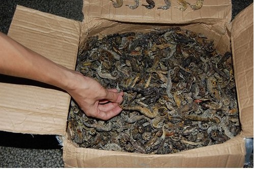 南京金陵海关查获限制进出口动物制品 收缴干海马6000余条