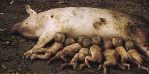震惊全球！云南一母猪产下8个婴儿
