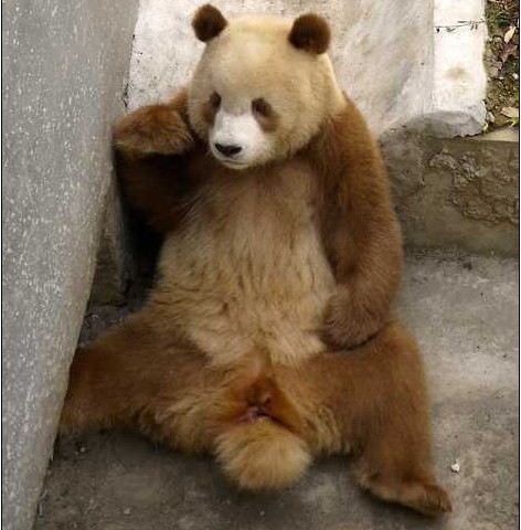 物种起源！罕见基因突变棕色大熊猫