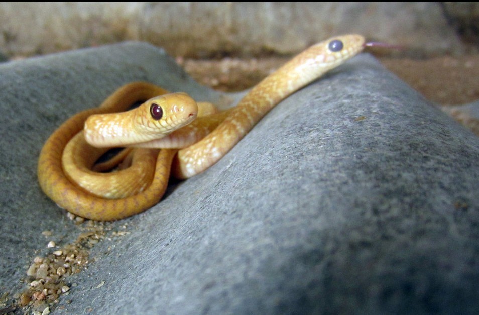 福建龙海草花蛇产下罕见金黄色小蛇
