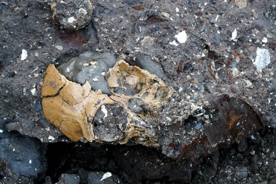 中国挖掘出六百万年前古猿头骨